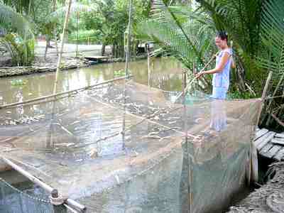 Nuoi ca loc trong mung luoi