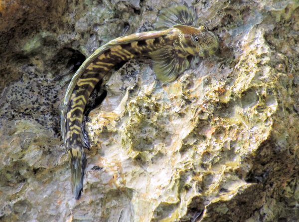 Cá Lon mây, cá sợ nước, cá sống trên cạn, Pacific Leaping Blenny, Alticus arnoldorum