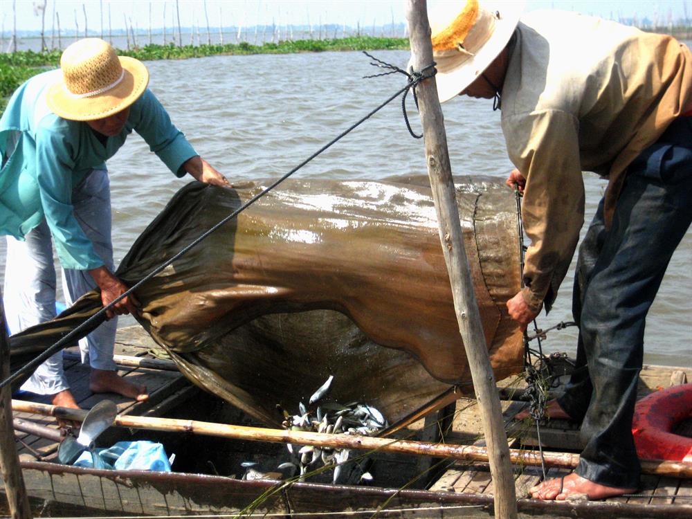 An Giang mùa nước nổi, khai thác thủy sản, đánh bắt cá, cá linh