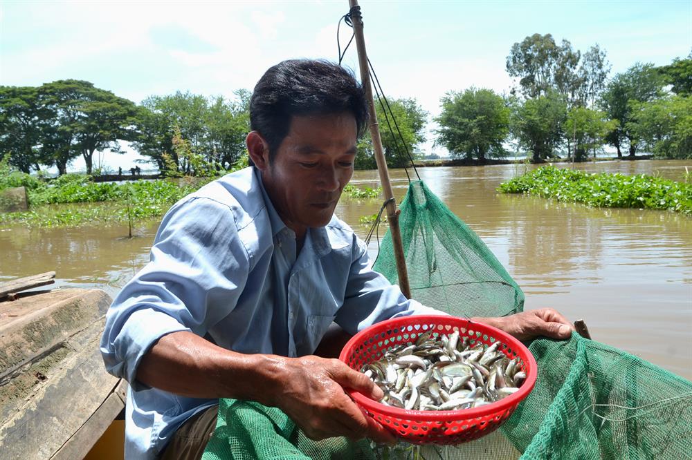 An Giang mùa nước nổi, khai thác thủy sản, đánh bắt cá, cá linh