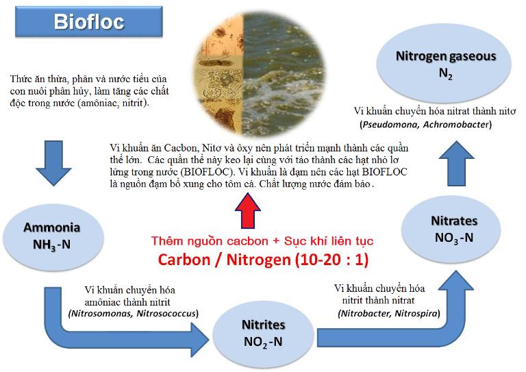 xử lý nước trong ao nuôi tôm