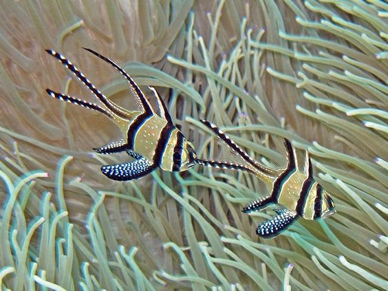 Banggai Cardinalfish