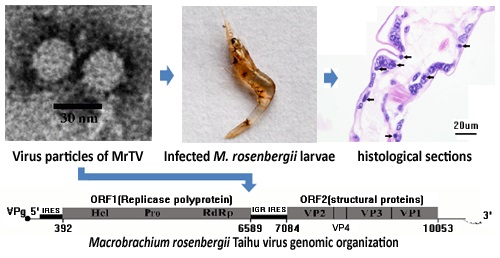 Macrobrachium rosenbergii Taihu virus (MrTV)