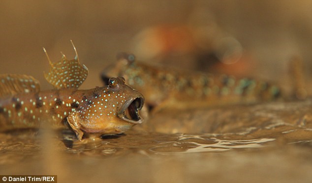 Boleophthalmus boddarti