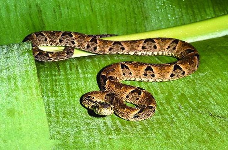 Bothrops jararaca sống chủ yếu ở Brazil, Paraguay và bắc Argentina.