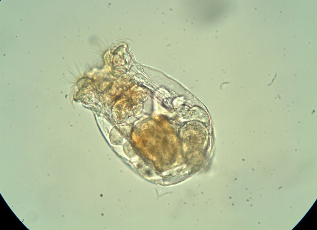 brachionus plicatilis, luân trùng trong nuôi tôm