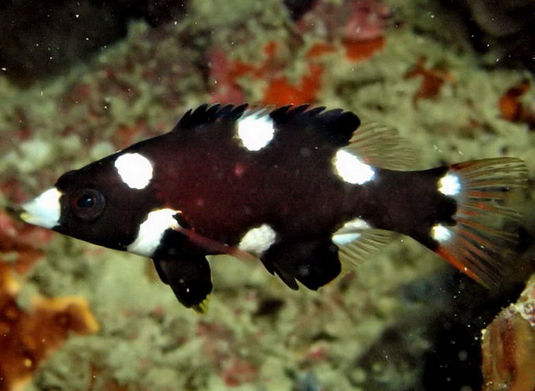  Cá Bằng chài axin (Bodianus axillaris).