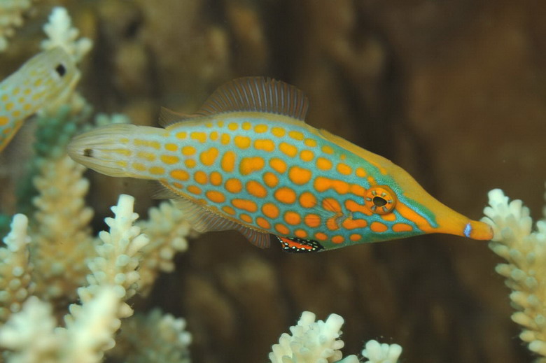  Cá Bò xanh hoa đỏ (Oxymonacanthus longirostris).