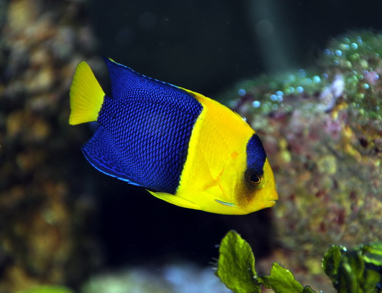  Cá Bướm hai màu (Centropyge bicolor).