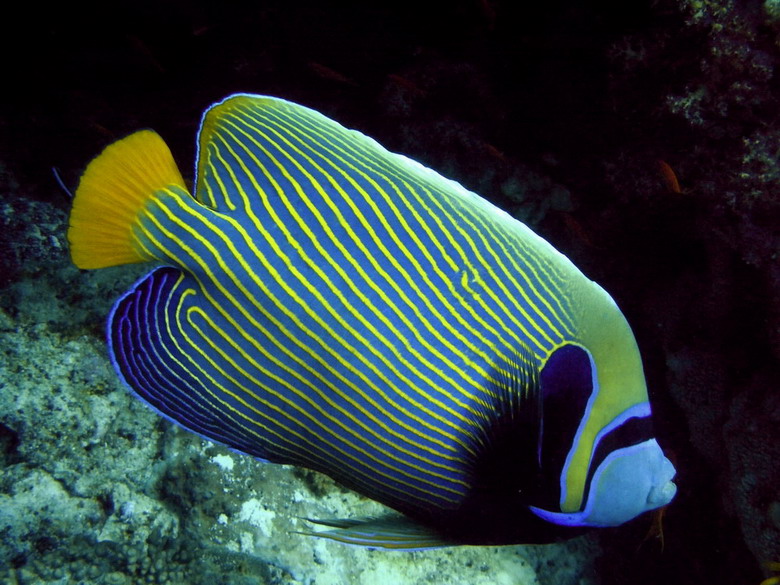 Cá Chim hoàng đế (Pomacanthus impertor).