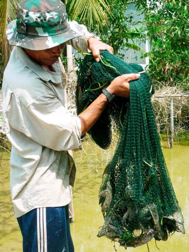 cá tỳ bà