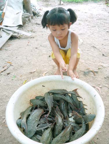 cá lao kinh ngoài tự nhiên