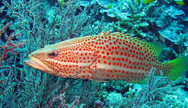 Cá Mú sọc trắng (Anyperodon leucogrammicus).