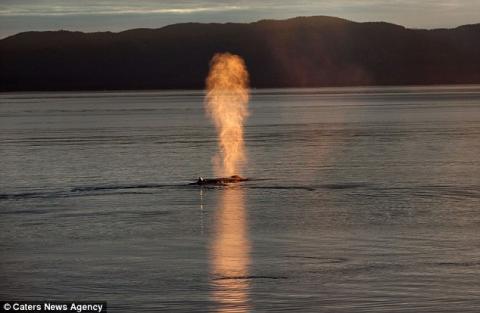 Một "cột lửa" tuyệt đẹp được phun lên bởi chú cá voi