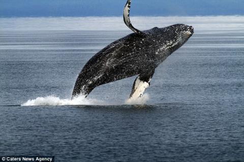 Cá voi bay lên khỏi mặt nước sau khi thực hiện màn "phun lửa"
