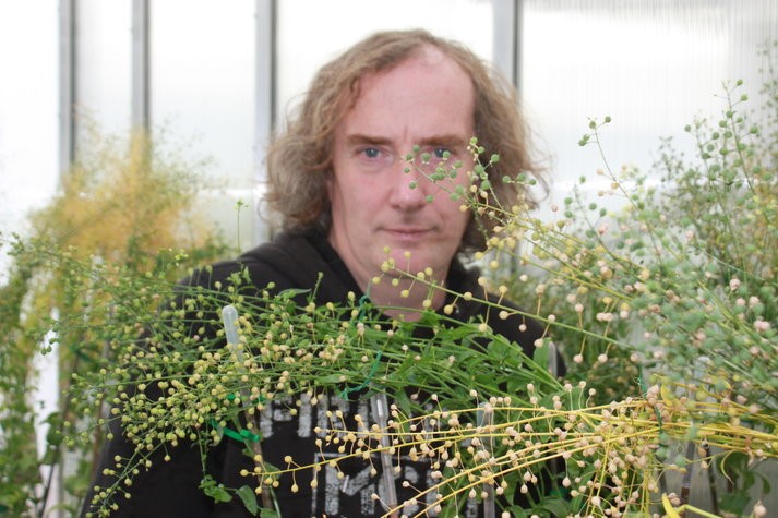 Giáo sư Johnathan Napier với một số cây camelina GM của mình tại Rothamsted Research, ở Hertfordshire.