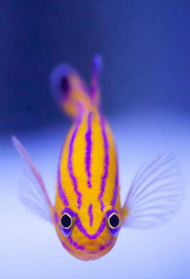 Candy Basslet loài cá đẹp nhất đại dương