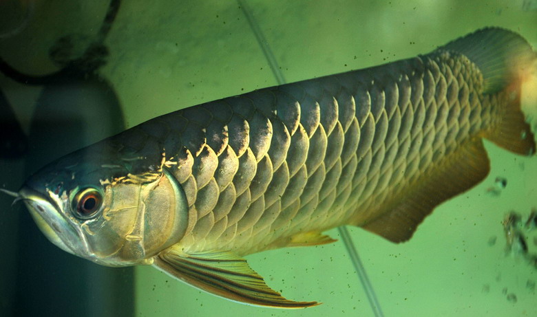 Từ năm 1986, việc xây dựng nhà máy thủy điện Trị An đã khiến số lượng loài cá này suy giảm nghiêm trọng do môi trường sống thay đổi.