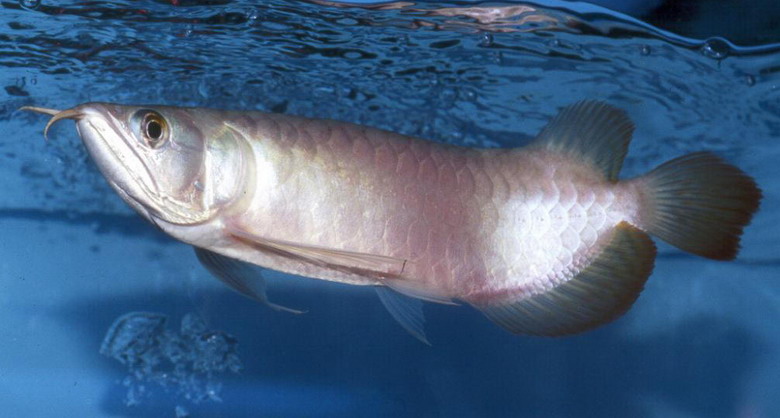 Hiện tại chúng là một loài cá nằm trong danh mục nguy cấp của Sách Đỏ Việt Nam