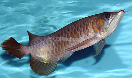 Hình dáng của chúng tương tự như các loại cá rồng thường gặp, nhưng màu sắc có phần 