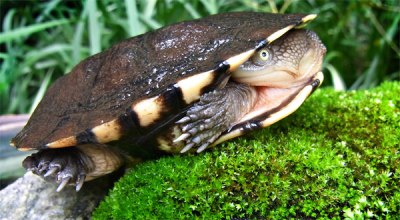 Mỗi khi muốn thu mình, chúng phải nghẹo đầu sang bên thay vì rụt cổ vào dễ dàng như nhiều loài rùa khác. (Ảnh: news.nationalgeographic.com)
