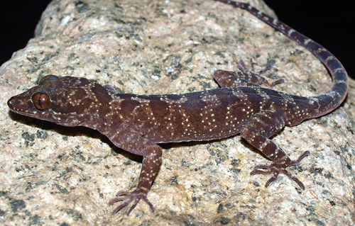 Cyrtodactylus kingsadai