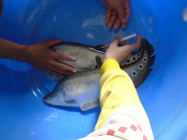 sinh sản nhân tạo cá thát lát