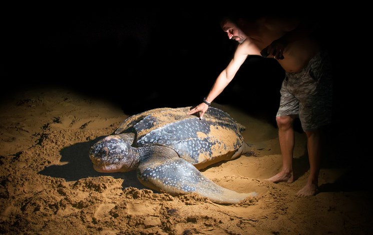 Dermochelys coriacea