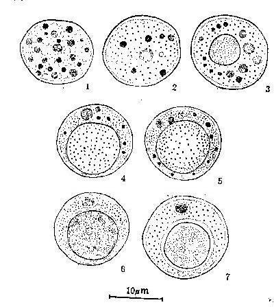 Dermocystidium sinensi ký sinh cá trẳm cỏ