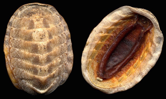 Ốc Eastern Beaded Chiton 