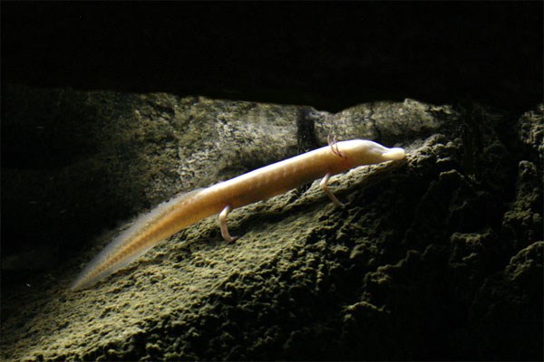 Eurycea rathbuni