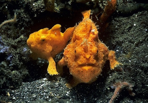 cá Cá Frogfishes thuộc gia đình Antennariidae, là một loài cá đặc biệt, sống ở các vùng biển Australia cũng như hầu hết các vùng biển nhiệt đới và cận nhiệt đới trên khắp thế giới, ngoại trừ biển Địa Trung Hải. Những con cá này sở hữu chiều dài từ 2,5–38 cm. Thường sống xen giữa các rặng san hô, cá Frogfishes sở hữu cơ thể sặc sỡ màu sắc, giúp chúng dễ dàng lẩn khuất vào môi trường.