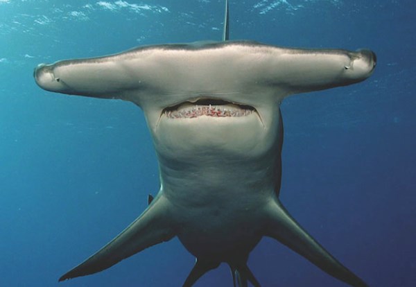 Hammerhead