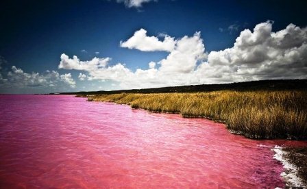 Giả thuyết khác lại cho rằng màu hồng của hồ là do vi khuẩn halophilic tạo nên.