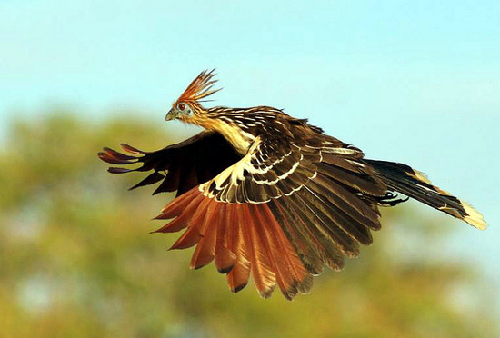Hoatzin