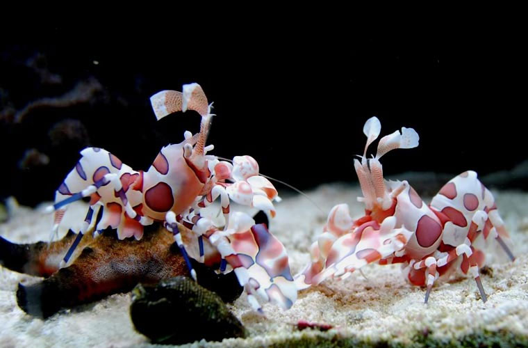 Chúng thích ăn những con sao biển nhỏ và ít di chuyển.