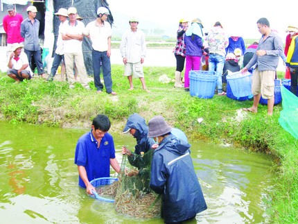 Người nuôi tôm ở vùng hạ lưu sông Bàn Thạch phải kéo tôm bán non vì dịch bệnh bùng phát