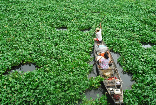 Vợ chồng anh Hưng giữa muôn trùng vây của lục bình.