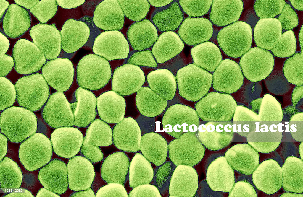 tăng trưởng cá tráp, probiotics, vai trò probiotic với cá, Lactococcus lactis 