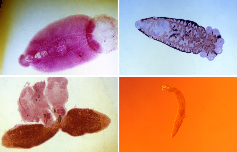 Monogenea, Monogenea in fish, ký sinh trùng Monogenea, bệnh Monogenea trên cá