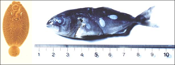 Neobenedenia sp, Neobenedenia sp in fish, Neobenedenia trên cá, trị ký sinh trùng, thảo dược trị ký sinh trùng