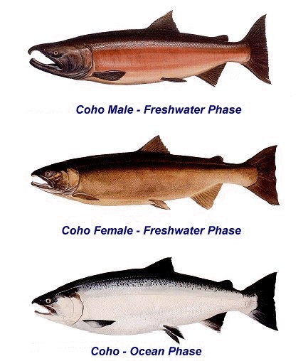 ca hoi coho, Coho salmon (Oncorhynchus kisutch), Coho salmon, Oncorhynchus kisutch