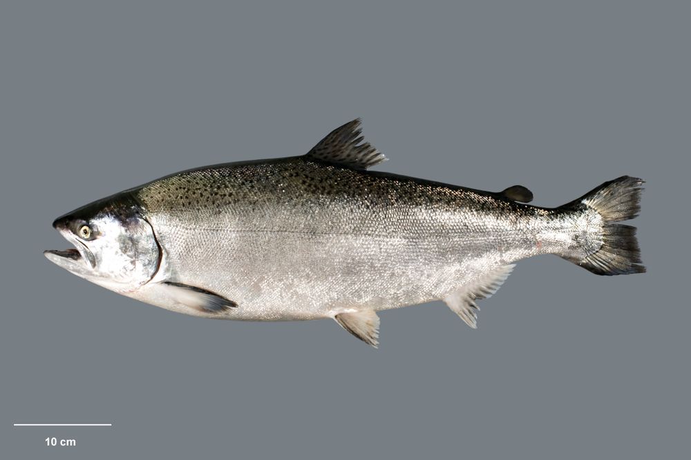 ca hoi chinook, cá hồi chinook, cá hồi, Cá hồi Chinook, Oncorhynchus tshawytscha Walbaum