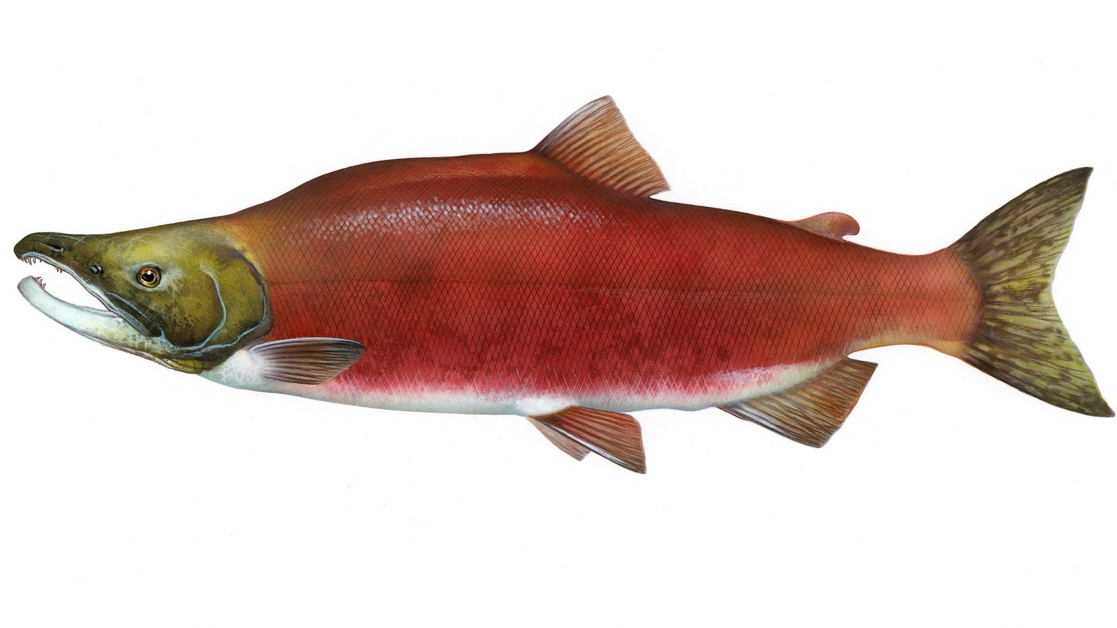 cá hồi đỏ, Sockeye Salmon (Oncorhynchus nerka), Sockeye Salmon, Oncorhynchus nerka