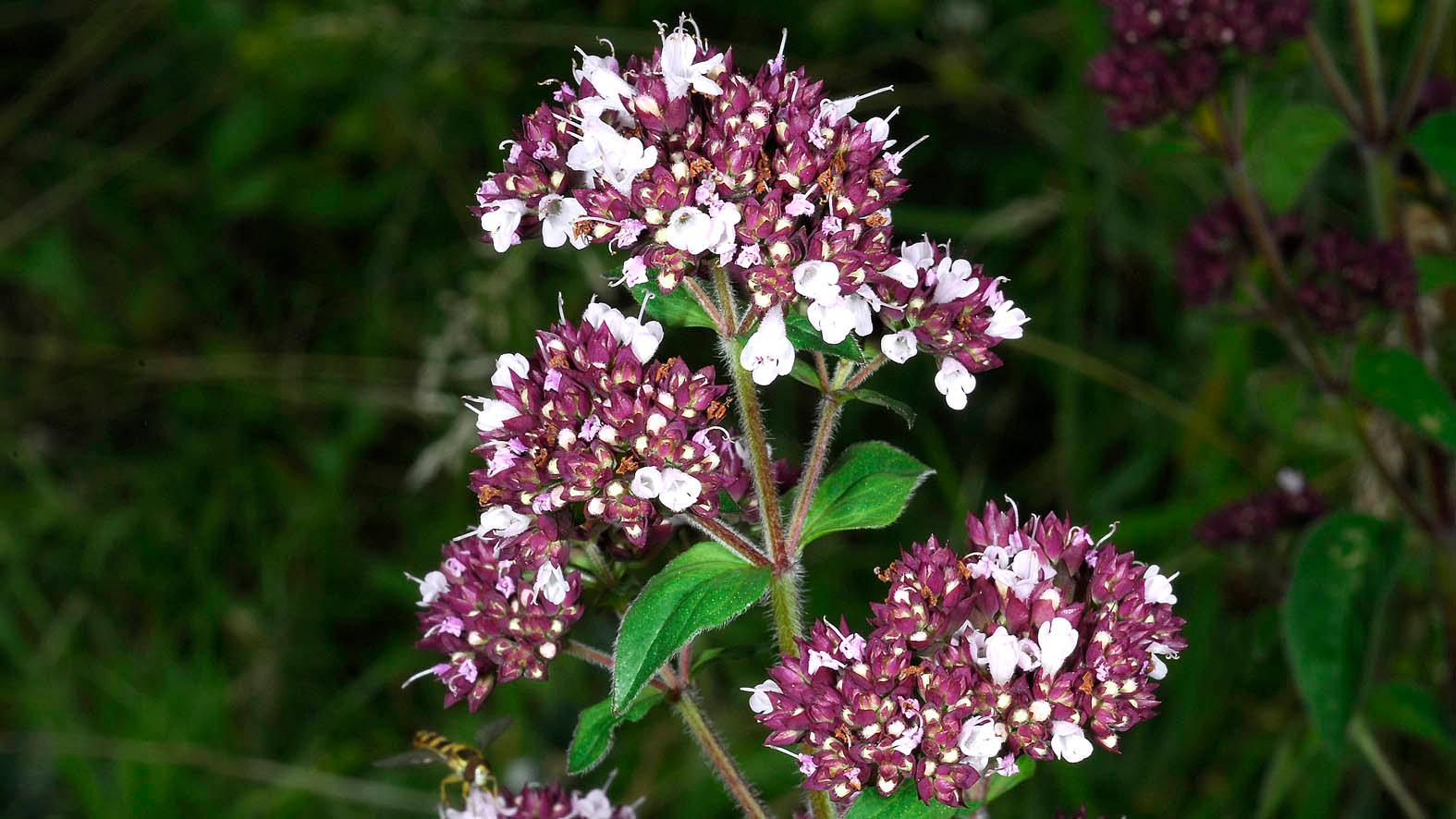 Origanum vulgare