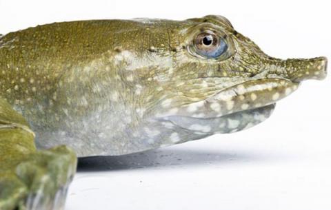 Phần lớn động vật có xương sống thải urê - một loại chất thải chứa đầy nitơ qua thận dưới dạng nước tiểu. Nhưng loài rùa mai mềm Trung Quốc (tên khoa học Pelodiscus sinensis) có khả năng độc đáo là nước tiểu được tống ra ngoài qua một lỗ huyệt ở miệng - Ảnh: FLPA/Alamy 