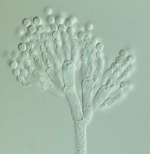 Penicillium chrysogenum