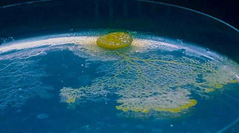 Nấm nhầy - sinh vật nguyên sinh có tên khoa học Physarum polycephalum - không có não hay hệ thần kinh, ăn men bia, vi khuẩn và nấm - Ảnh: Audrey Dussutour  