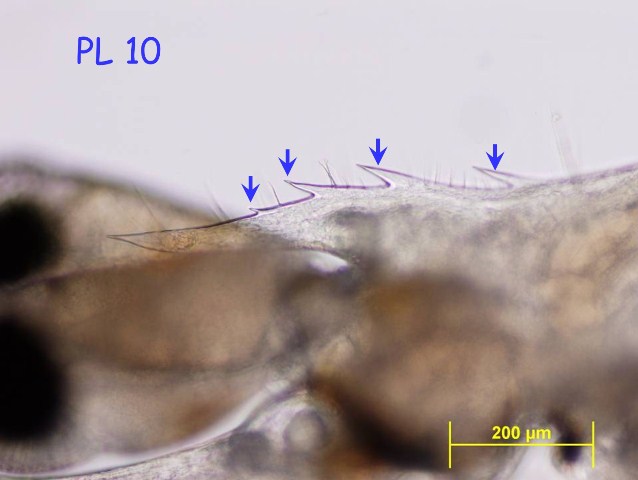 Hình 02 - Postlarvae 10 (PL10)