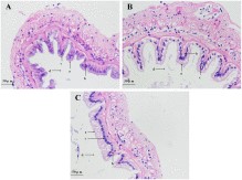 Clostridium butyricum, probiotics từ Clostridium butyricum, Clostridium butyricum với tôm, tôm thẻ, miễn dịch tôm thẻ